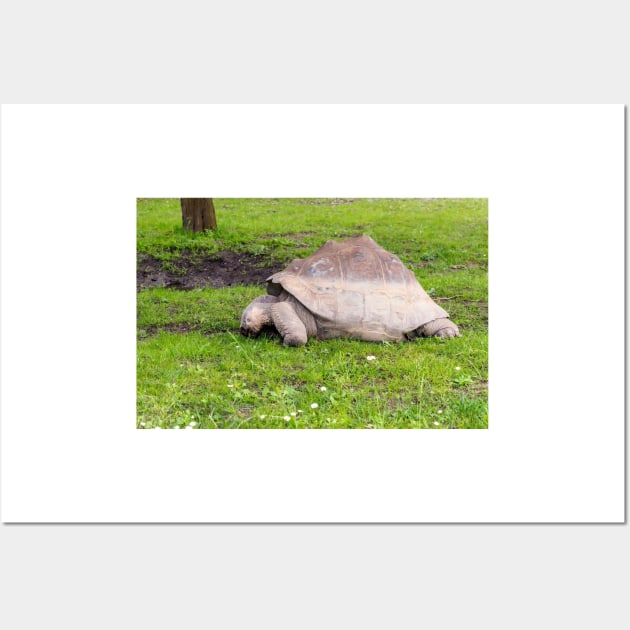 Giant tortoise eating grass Wall Art by lena-maximova